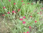 Lychnis coronaria  (Seed)